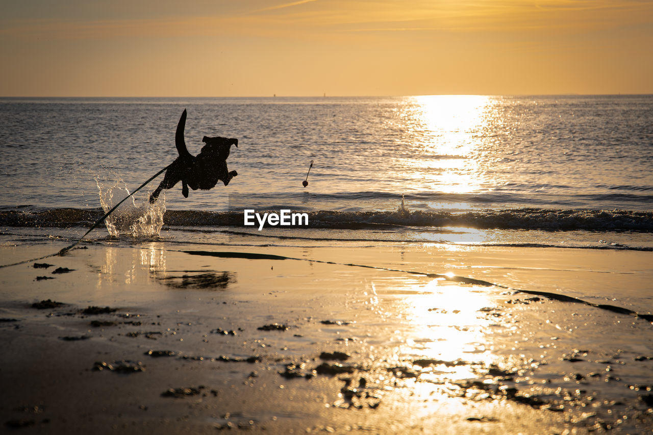 Silhouette dog on beach against sky during sunset