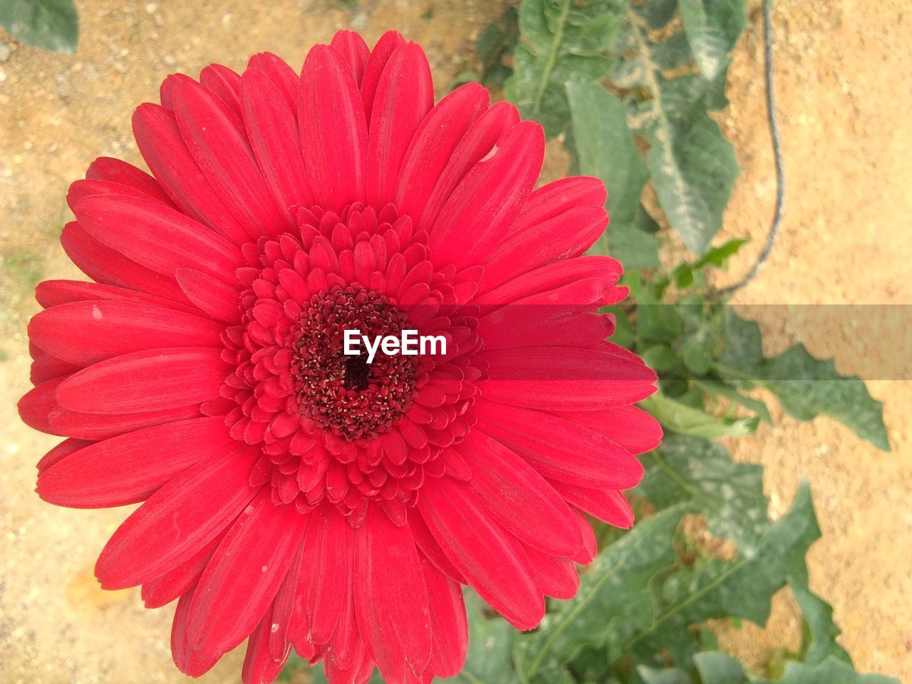 CLOSE-UP OF RED GERBERA DAISY ON PLANT