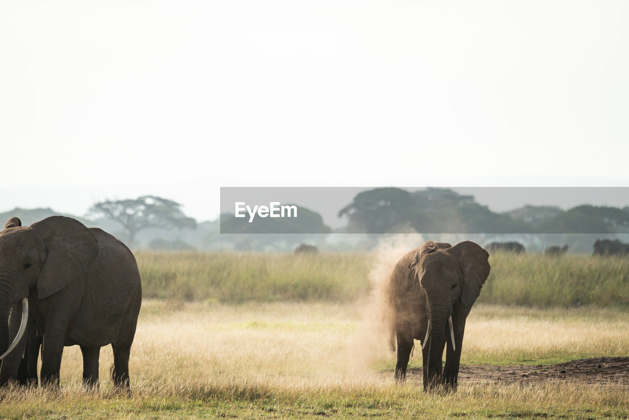 elephants on field against clear sky