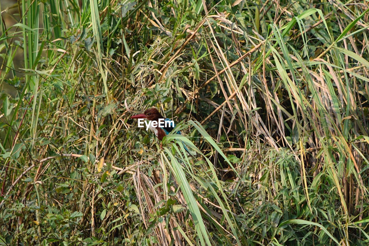 DUCK IN GRASS