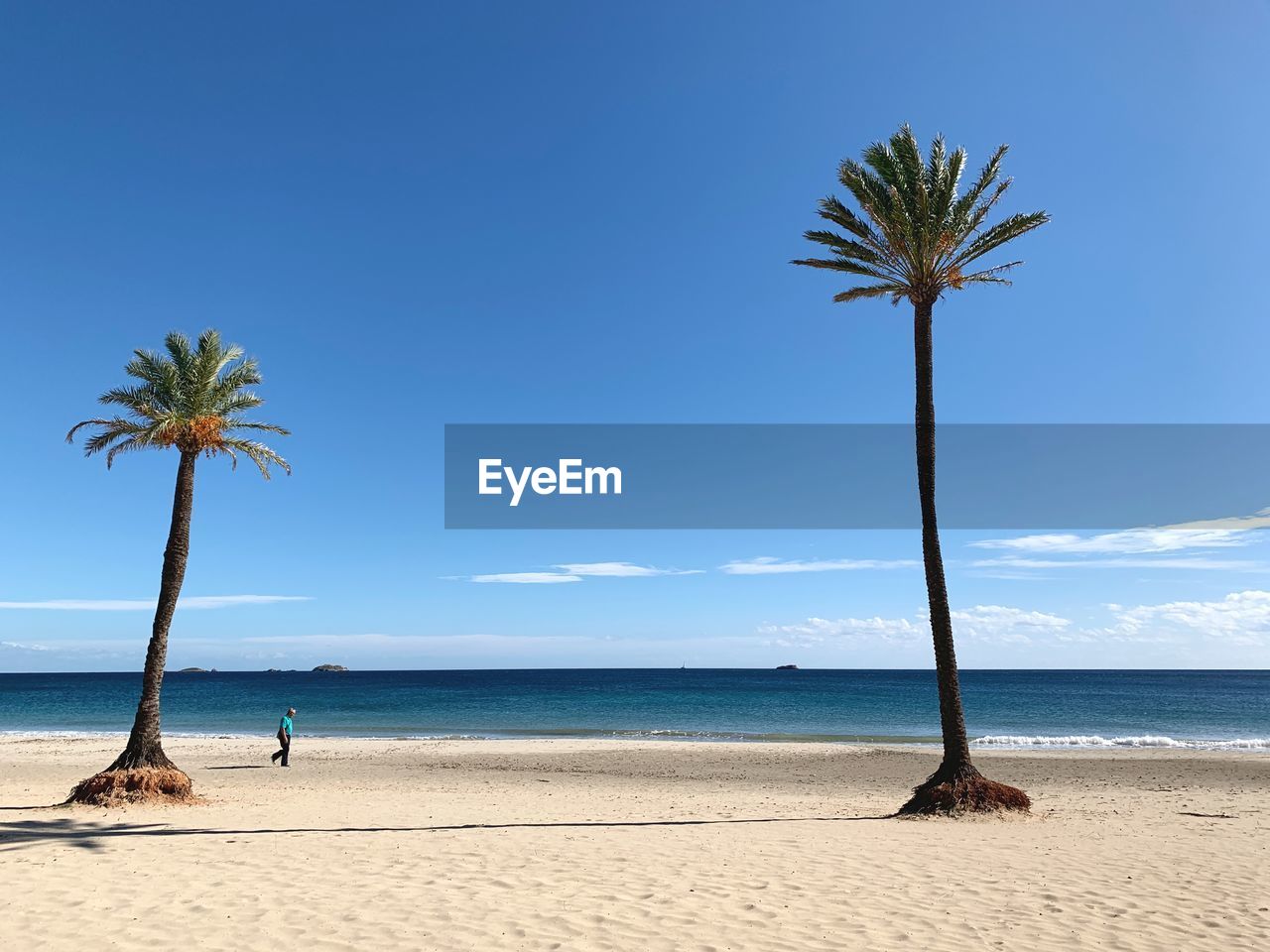 PALM TREES ON BEACH AGAINST BLUE SKY