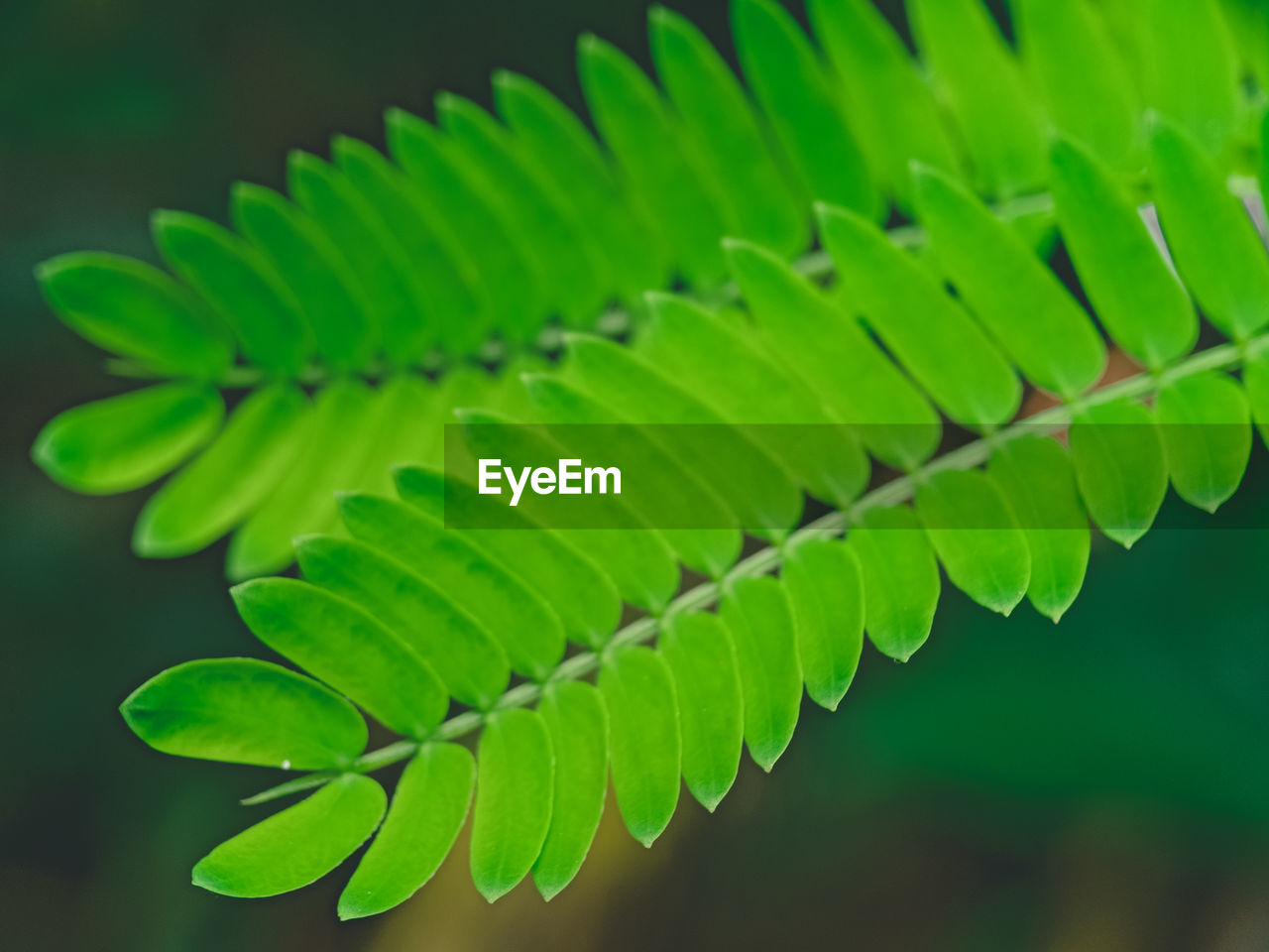 Close-up of fern leaves