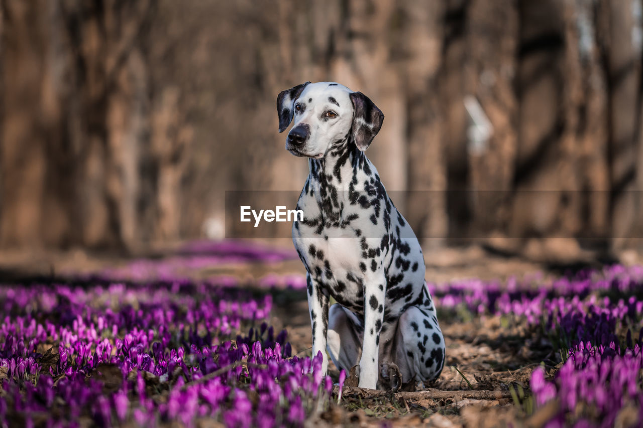 Dalmatian dog sitting on purple flowers