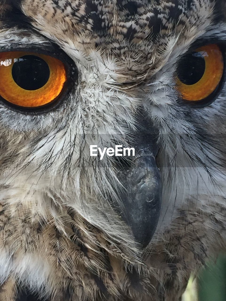 Extreme close up of animal eye