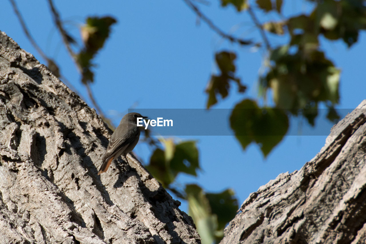 LOW ANGLE VIEW OF BIRD PERCHING ON A TREE