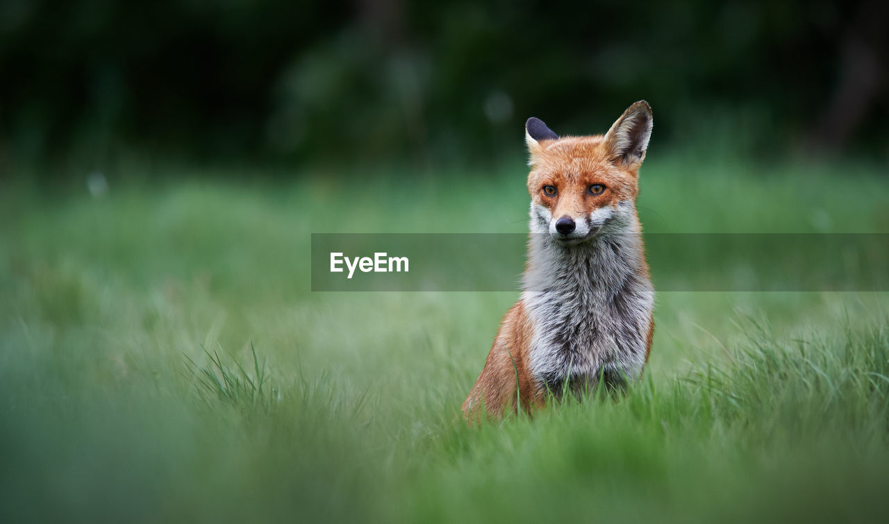 Fox sitting on grassy field