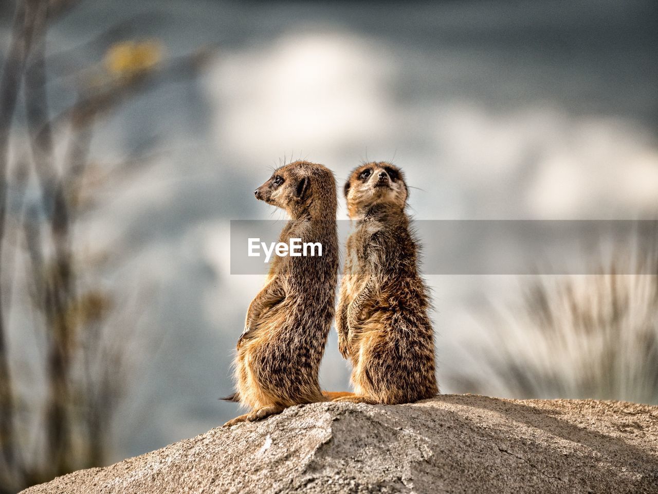 Close-up of meerkats standing on rock
