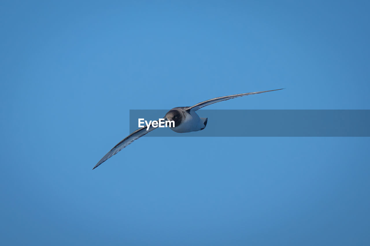 Antarctic petrel in blue sky spreading wings