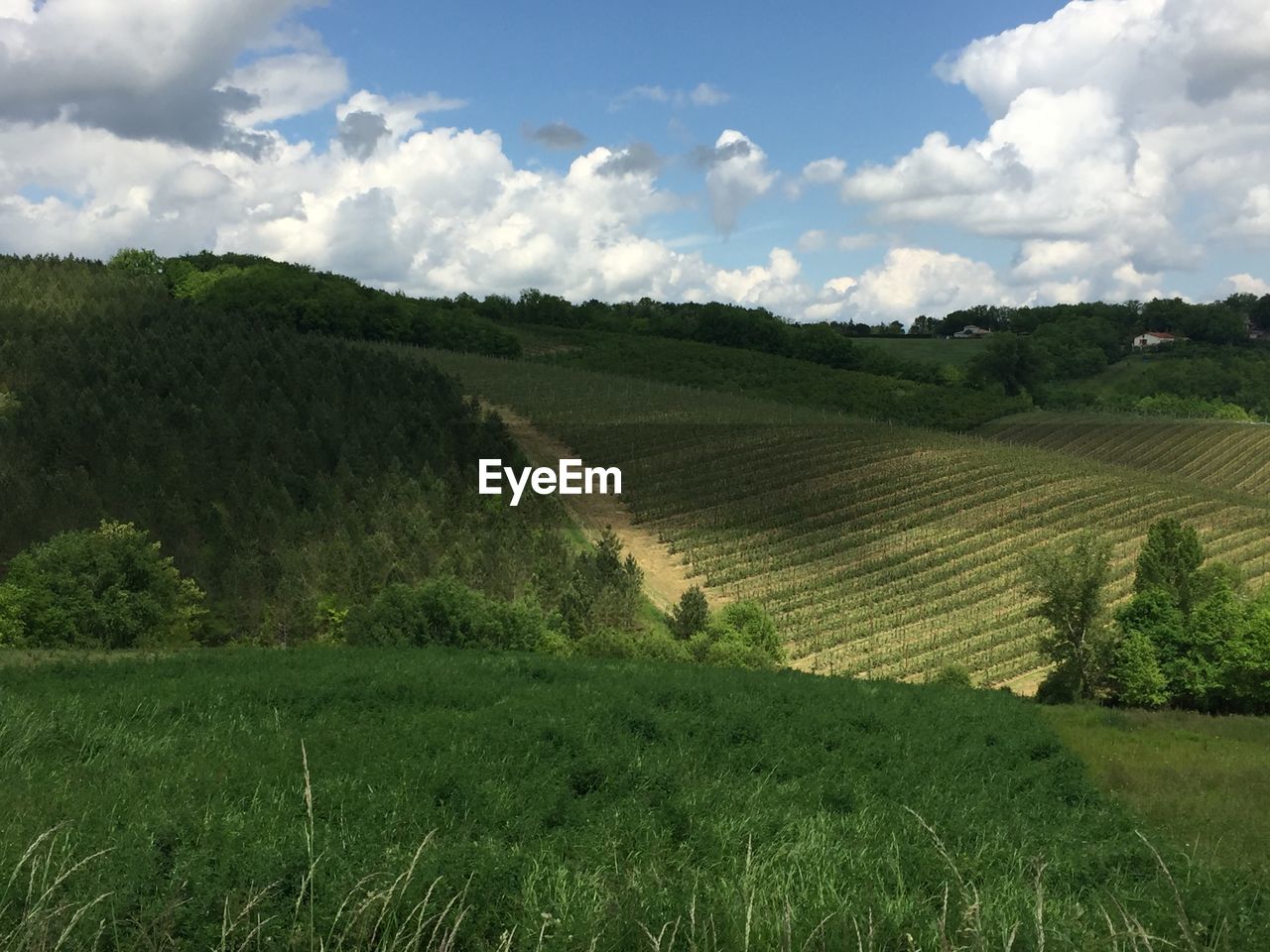 Scenic view of agricultural field against sky