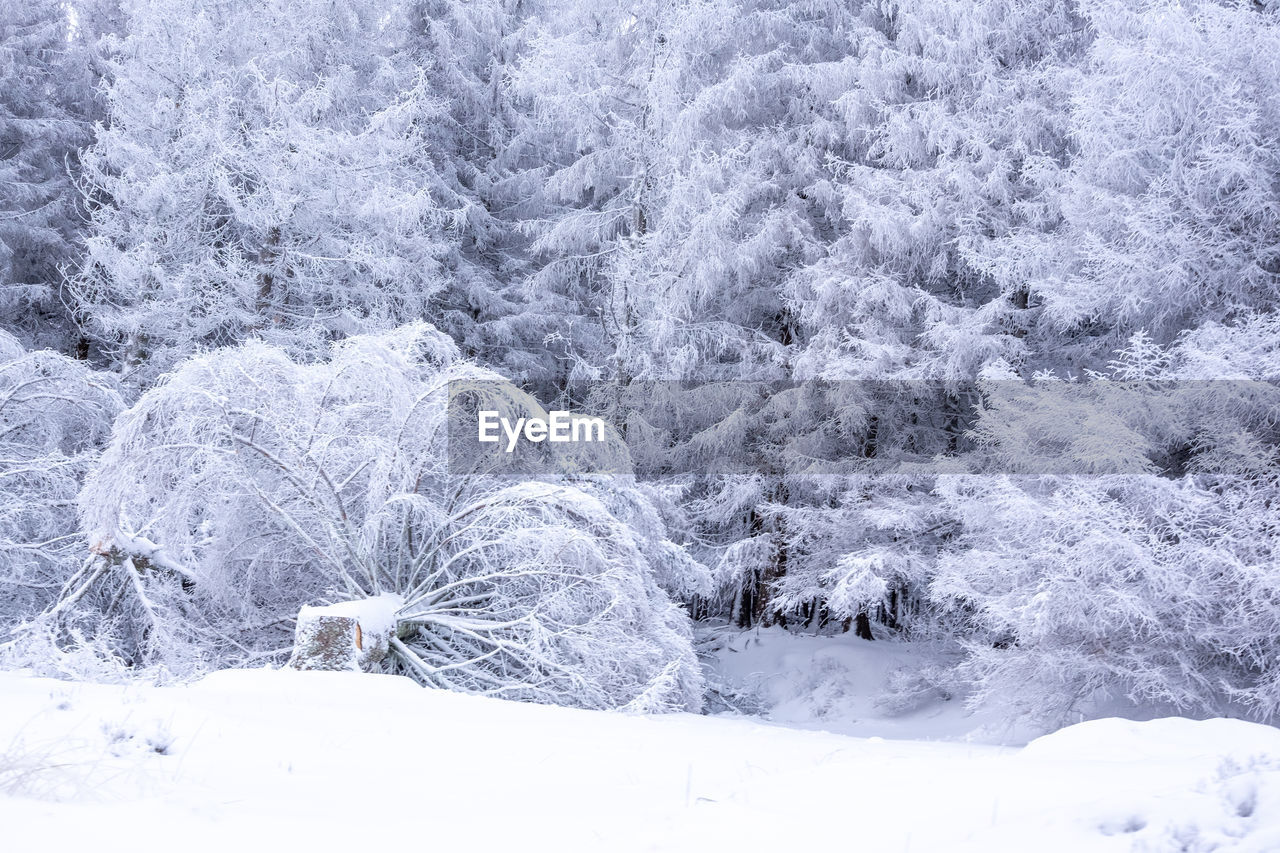 Trees in forest