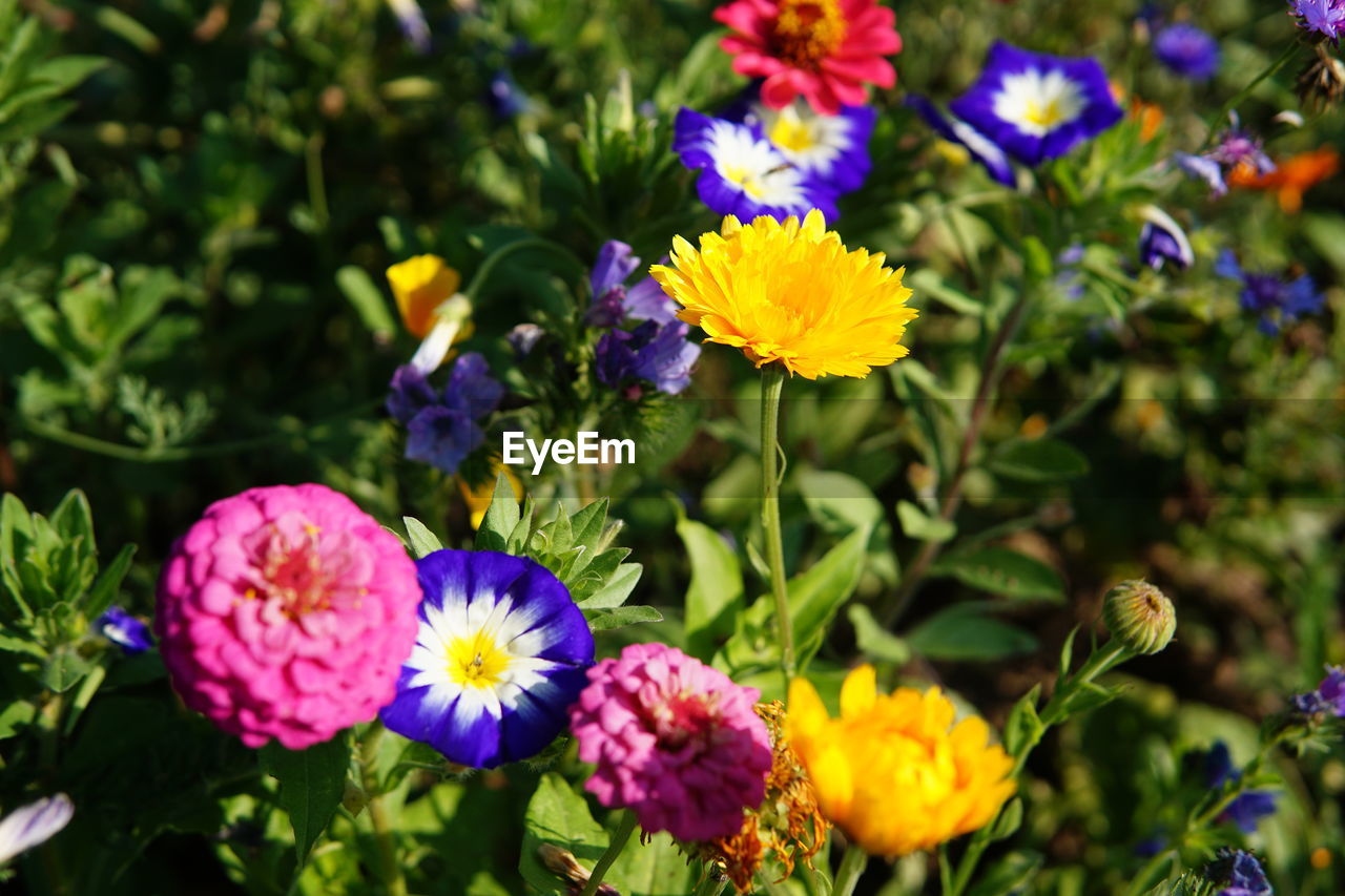 CLOSE-UP OF FRESH YELLOW FLOWERS IN PARK