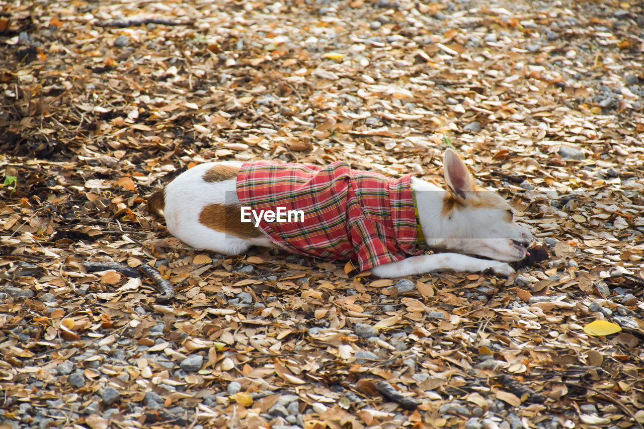 High angle view of dog relaxing on field