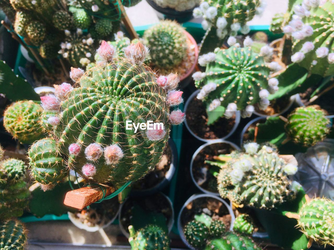 Close-up of succulent plants