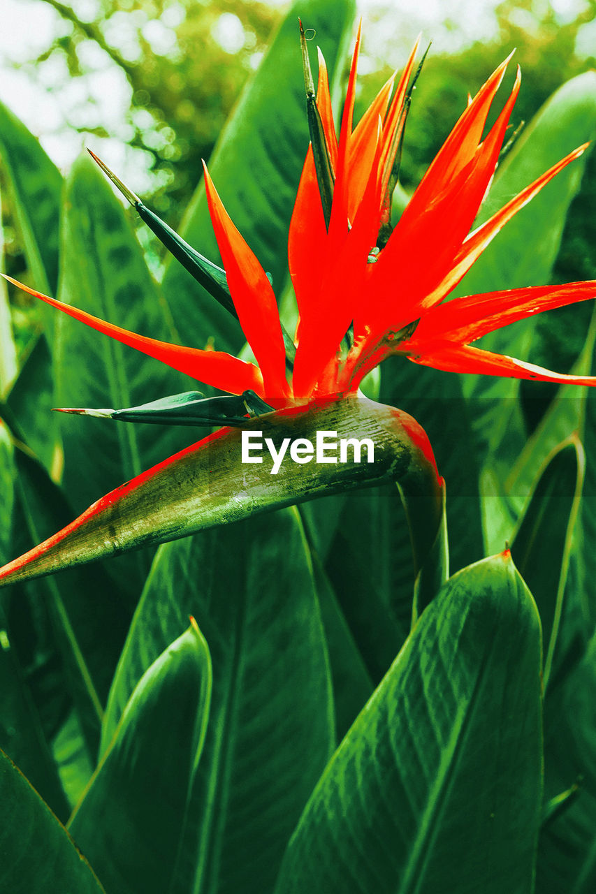 Tropical green. canary island. fashion canary flowers