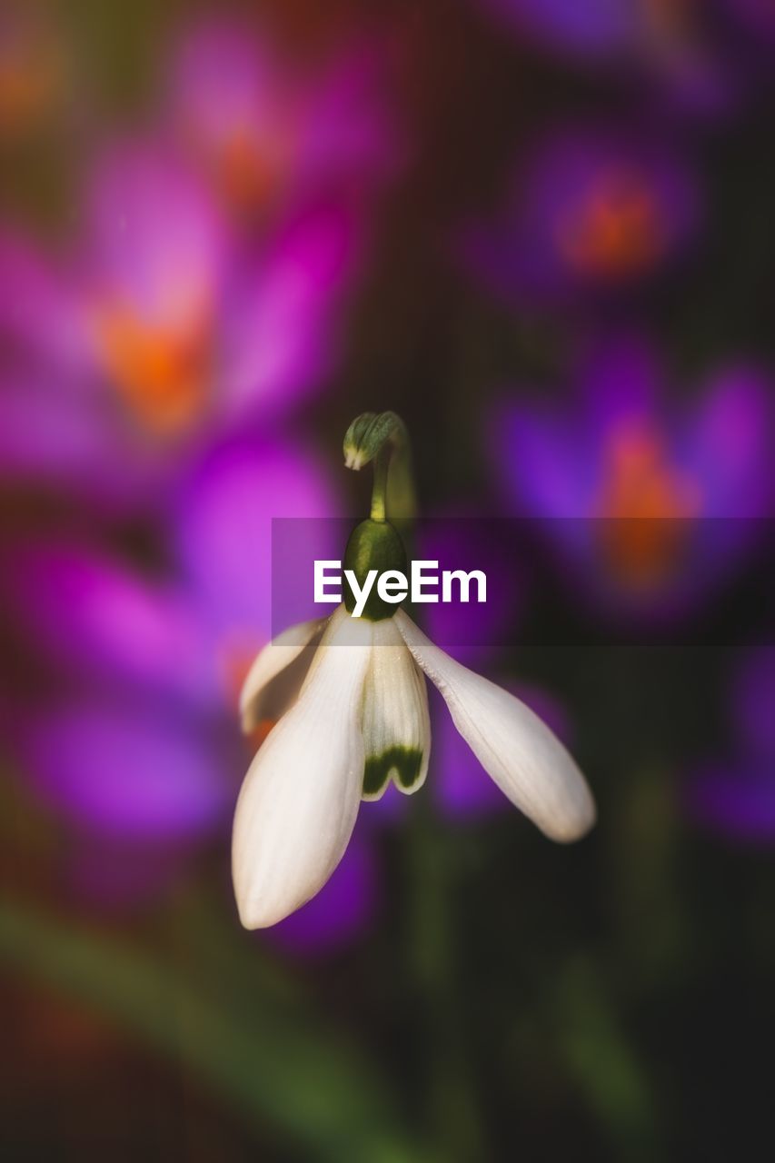 CLOSE-UP OF FLOWERING PLANT