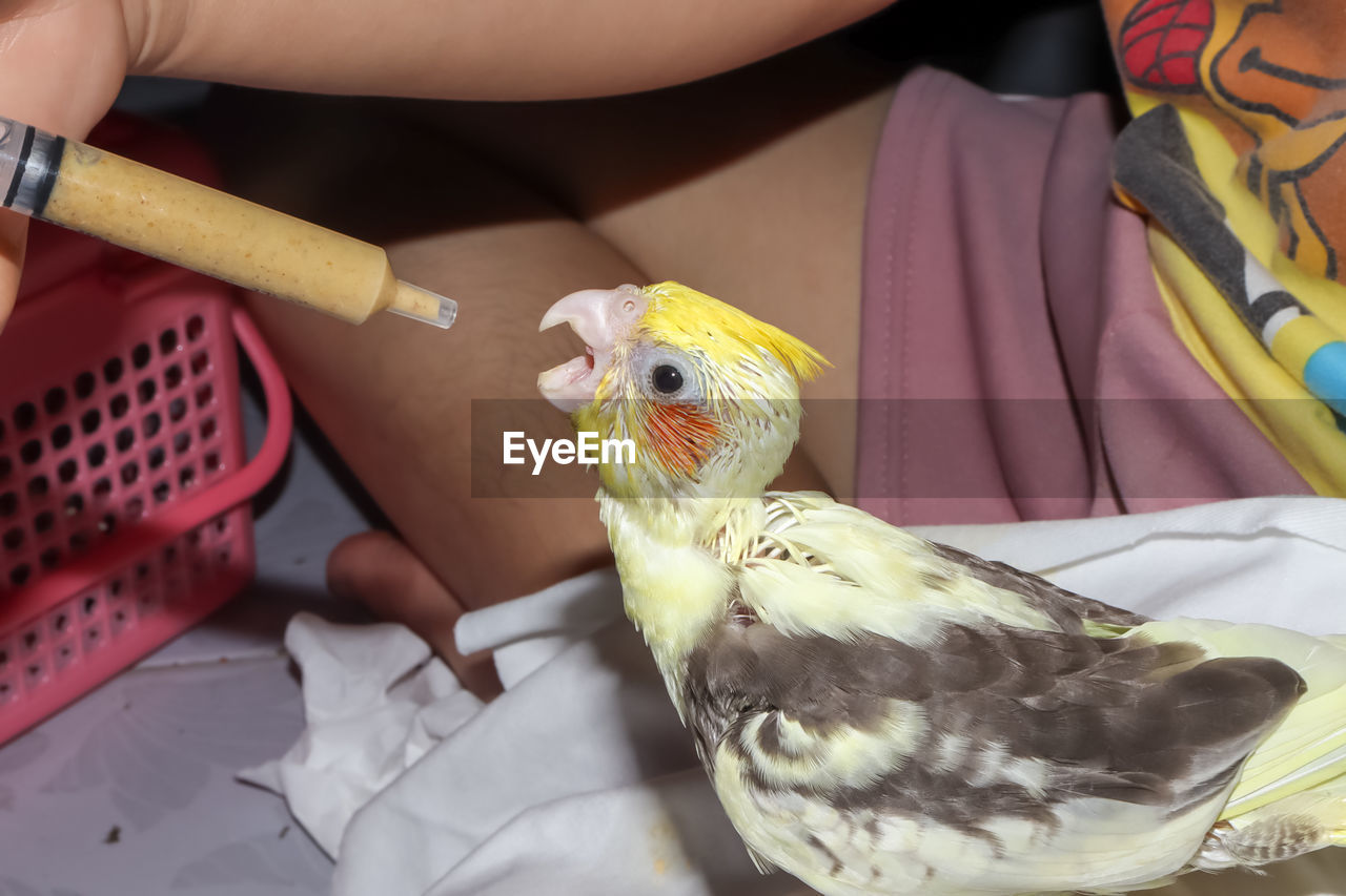 The yellow cockatiel birds are hungry and are about to be fed in syringe