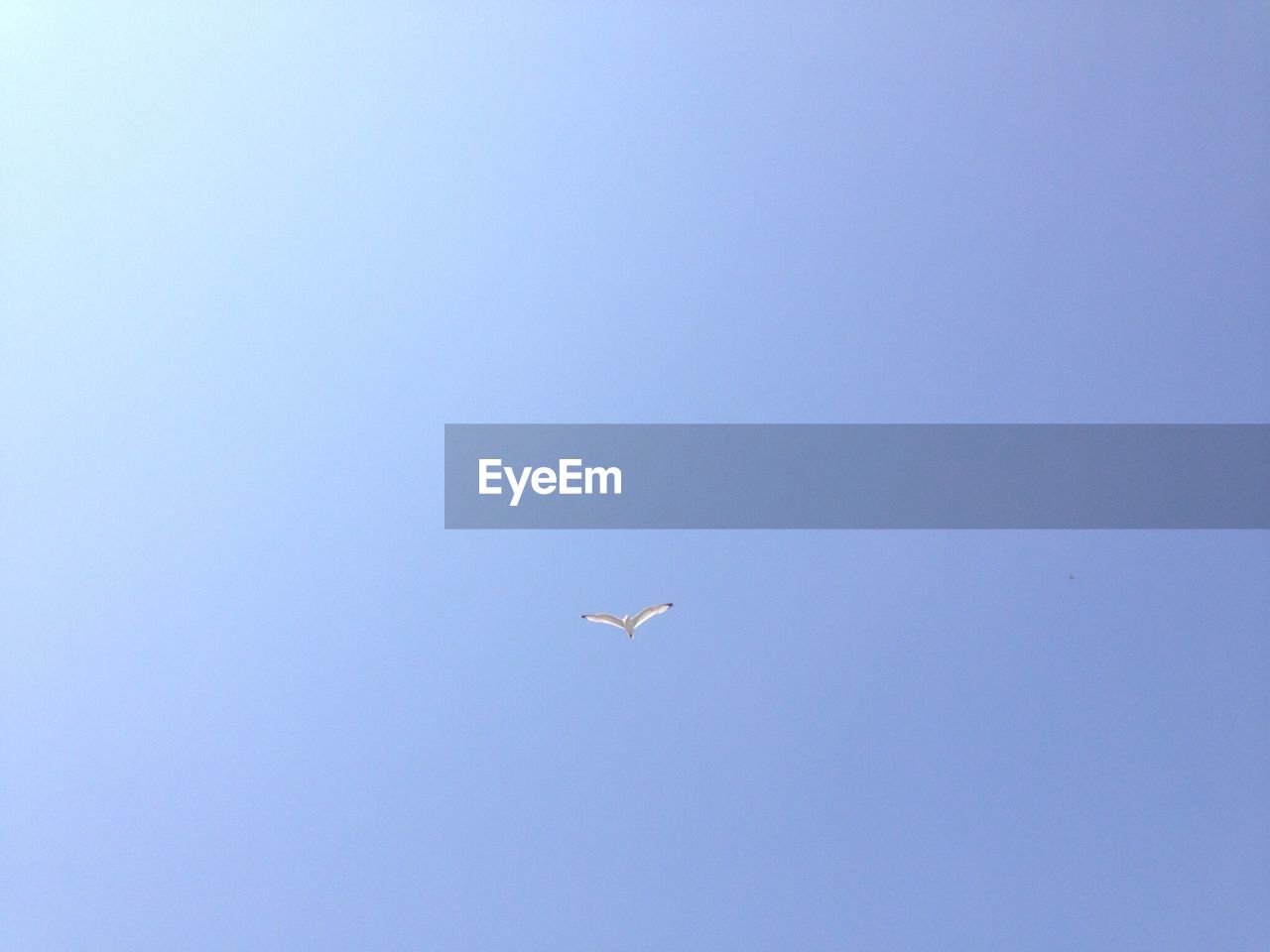 LOW ANGLE VIEW OF BIRD FLYING IN SKY