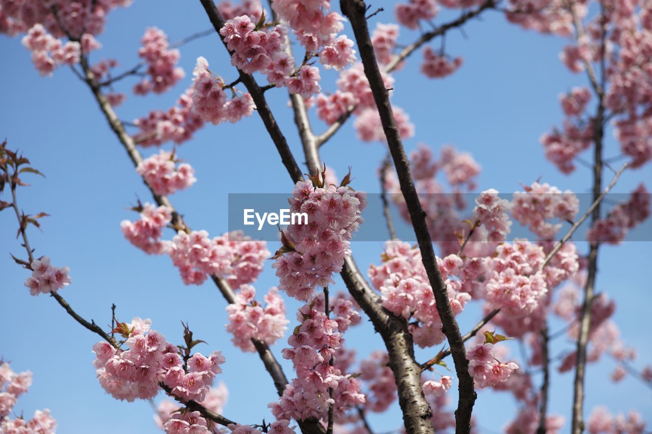 Low angle view of cherry blossom