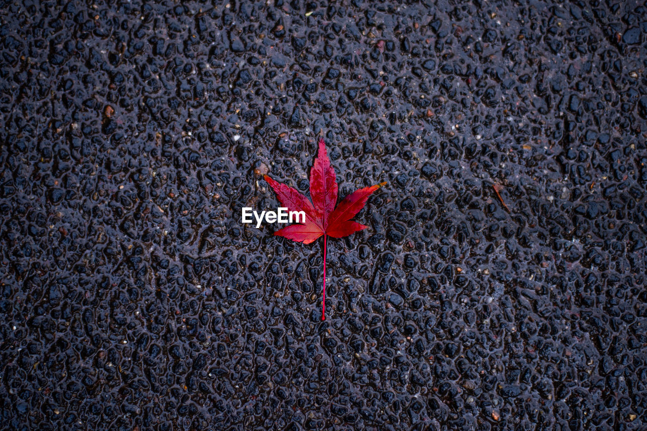 High angle view of red maple leaf on the asphalt