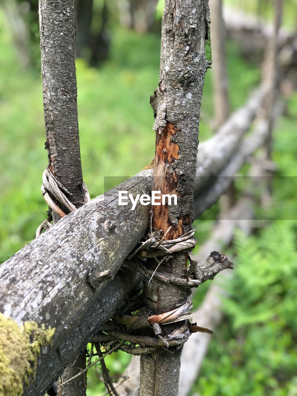 CLOSE-UP OF LIZARD ON TREE TRUNKS