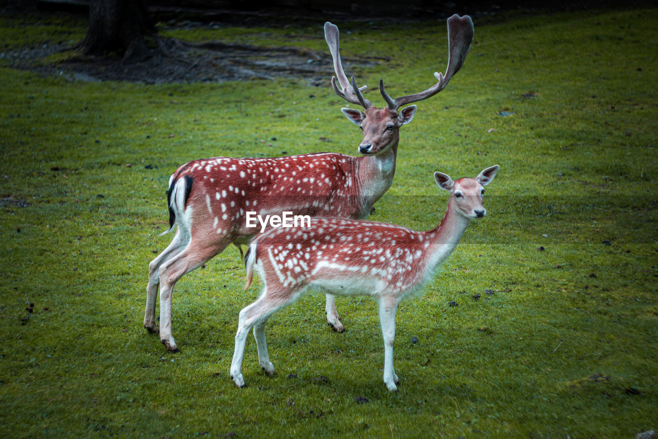 Deer in a field