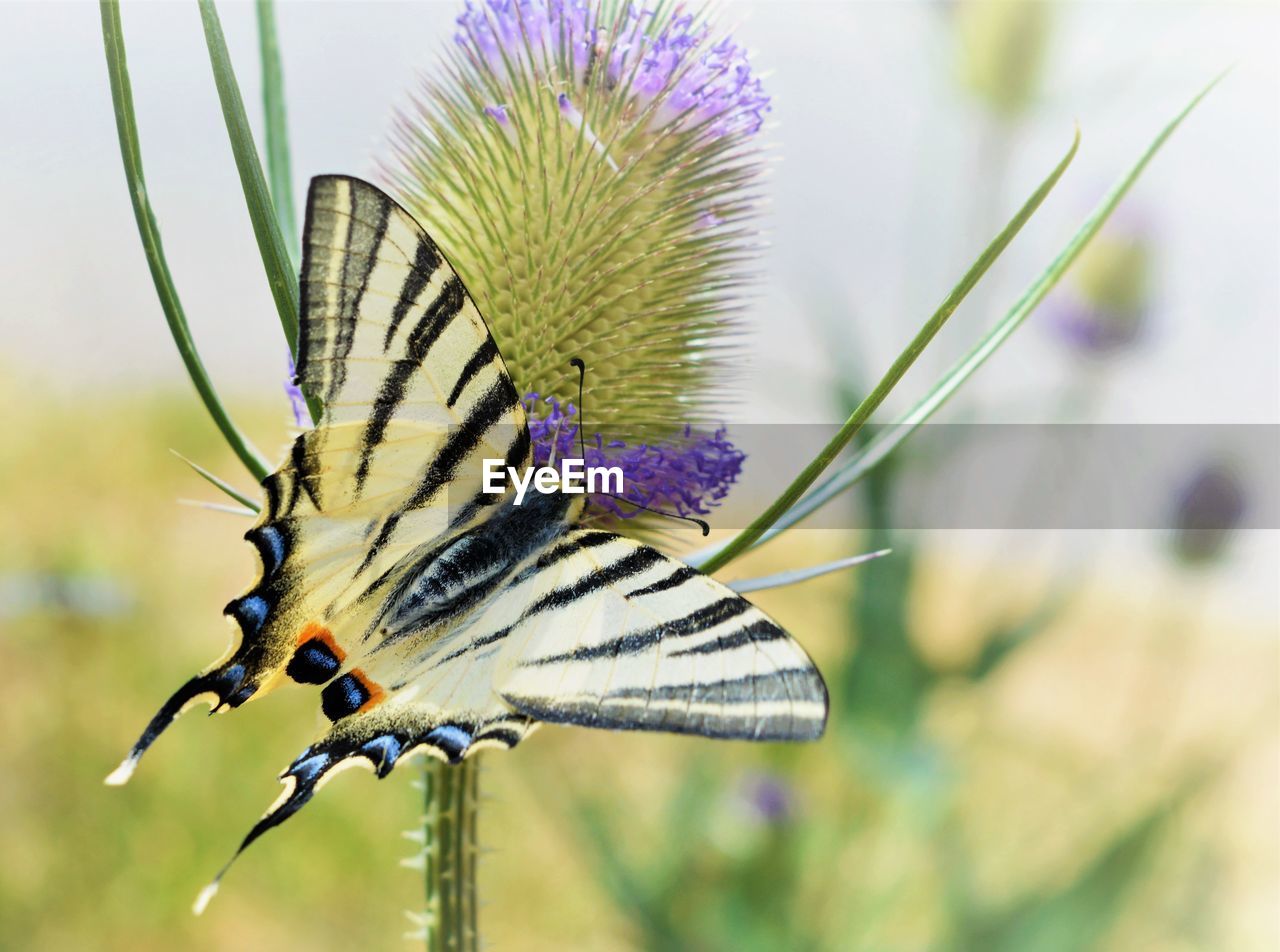 CLOSE-UP OF BUTTERFLY PERCHING ON PLANT