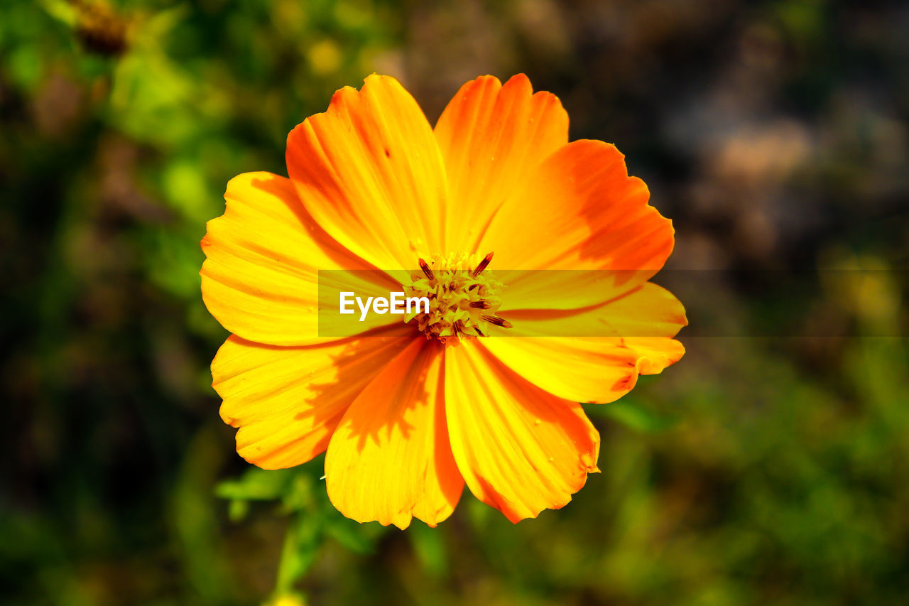 Close-up of yellow flower