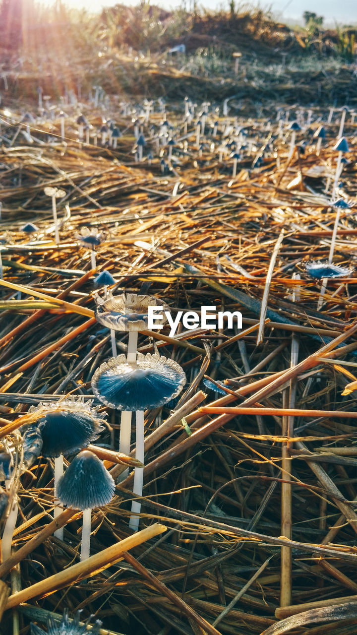 Close-up of water against the sky