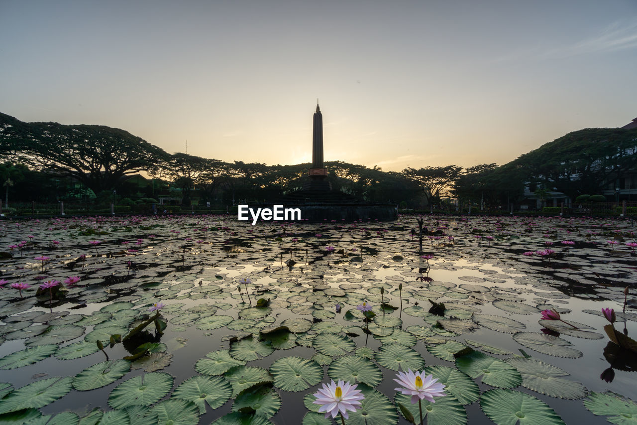 WATER LILIES IN LAKE