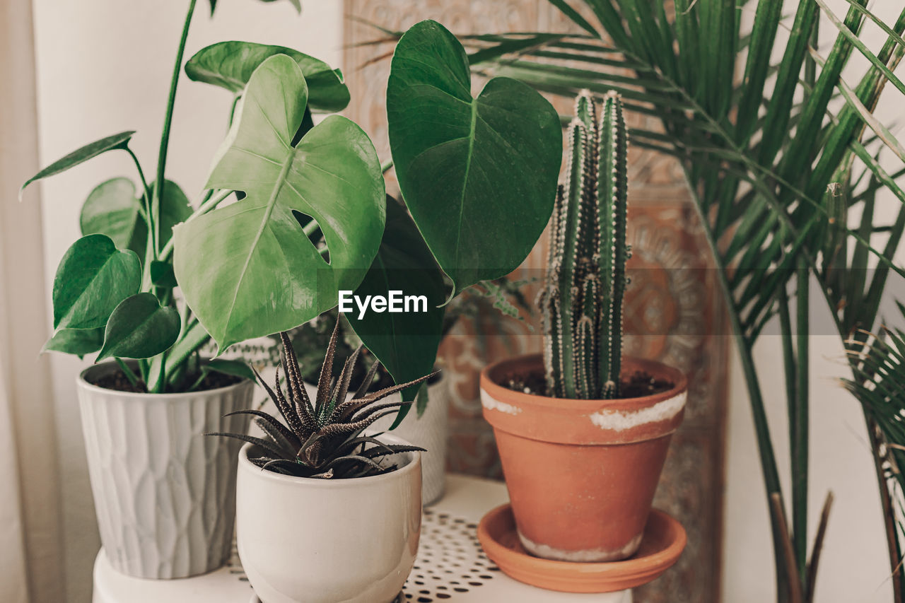 Close-up of green plant against wall