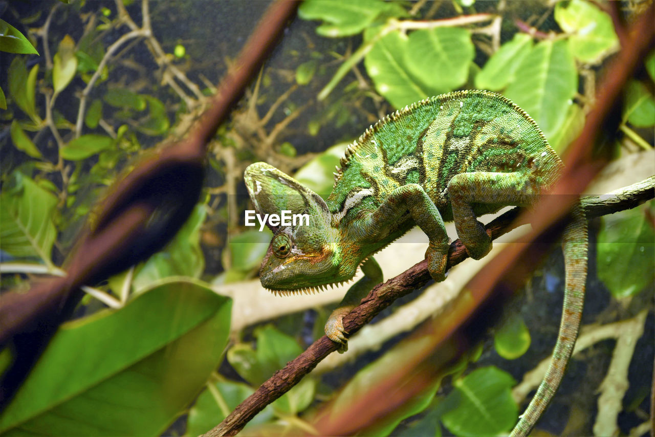 Close-up of lizard on branch