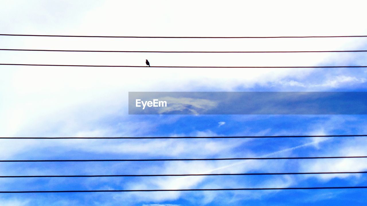 Low angle view of bird perching on power line against cloudy sky