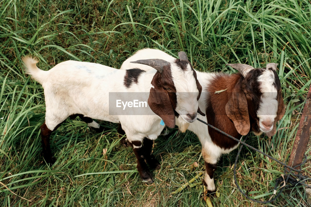 HIGH ANGLE VIEW OF GOATS ON FIELD