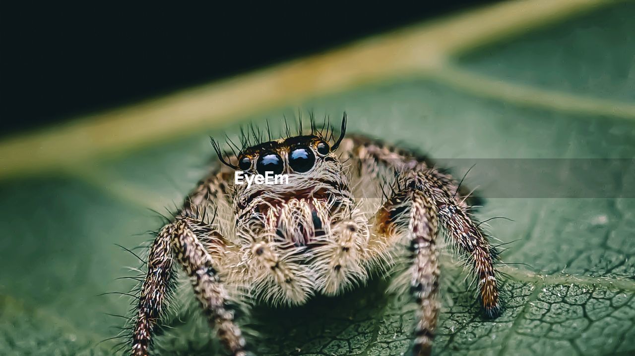 MACRO SHOT OF SPIDER ON LEAF