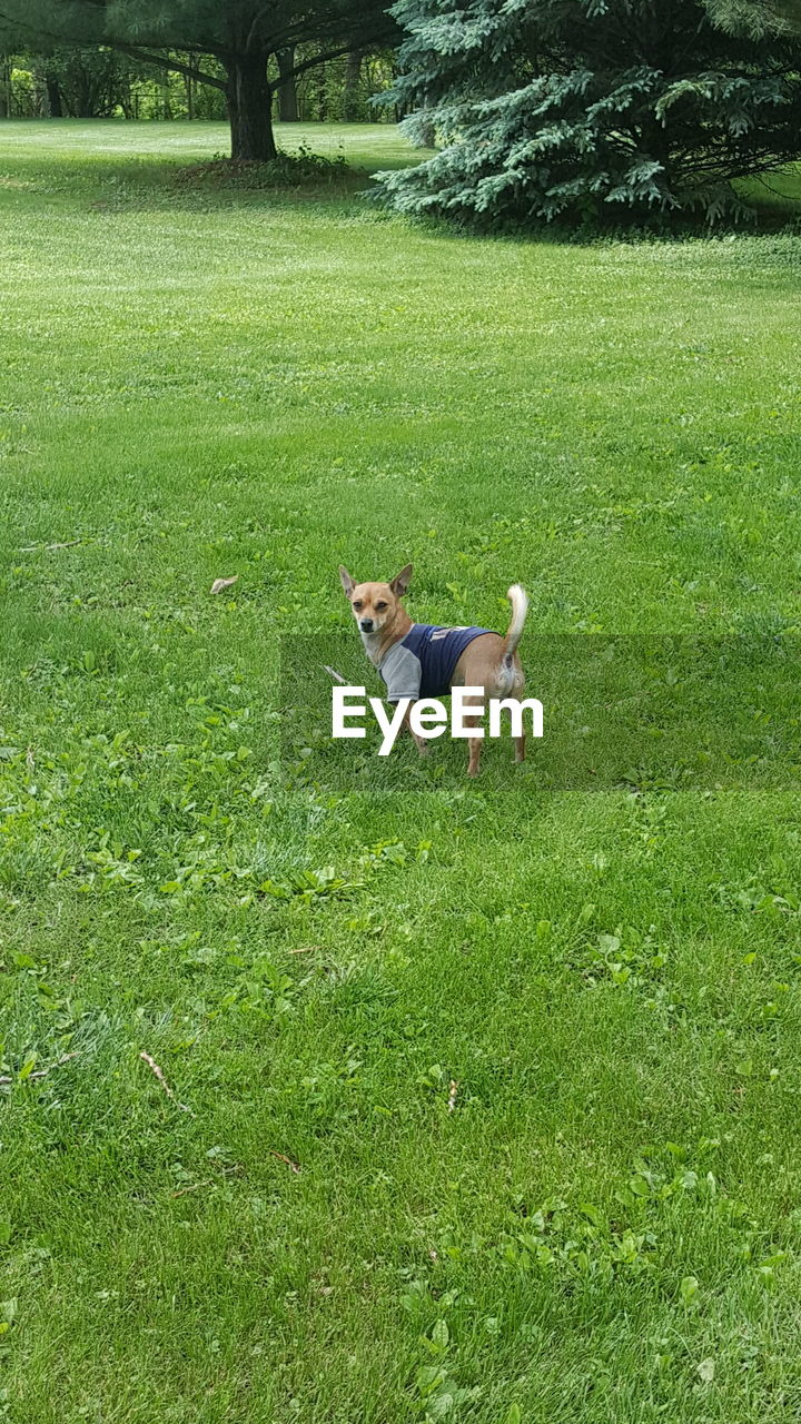 DOG ON GRASS FIELD