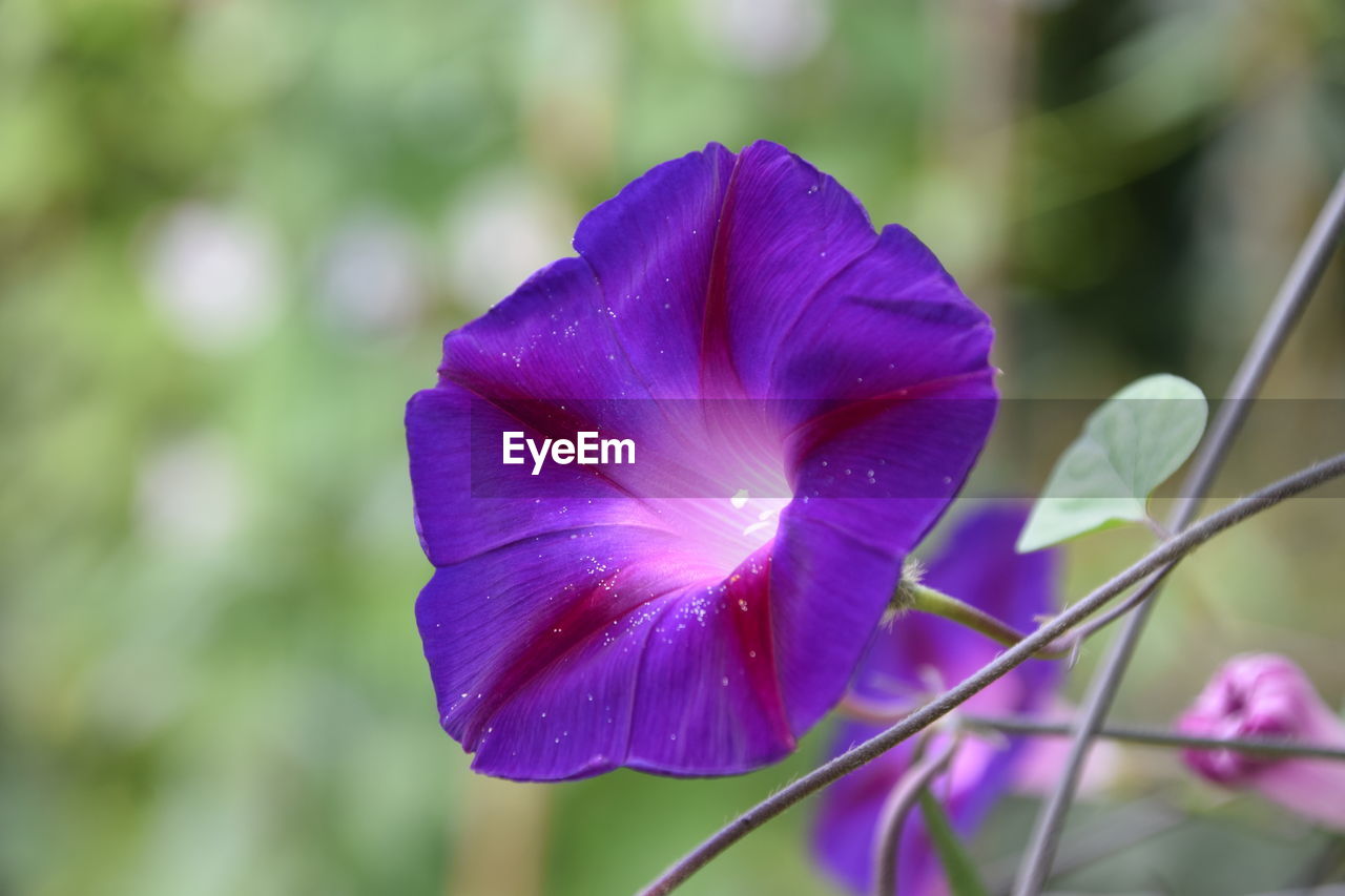 CLOSE-UP OF PURPLE FLOWERING PLANTS