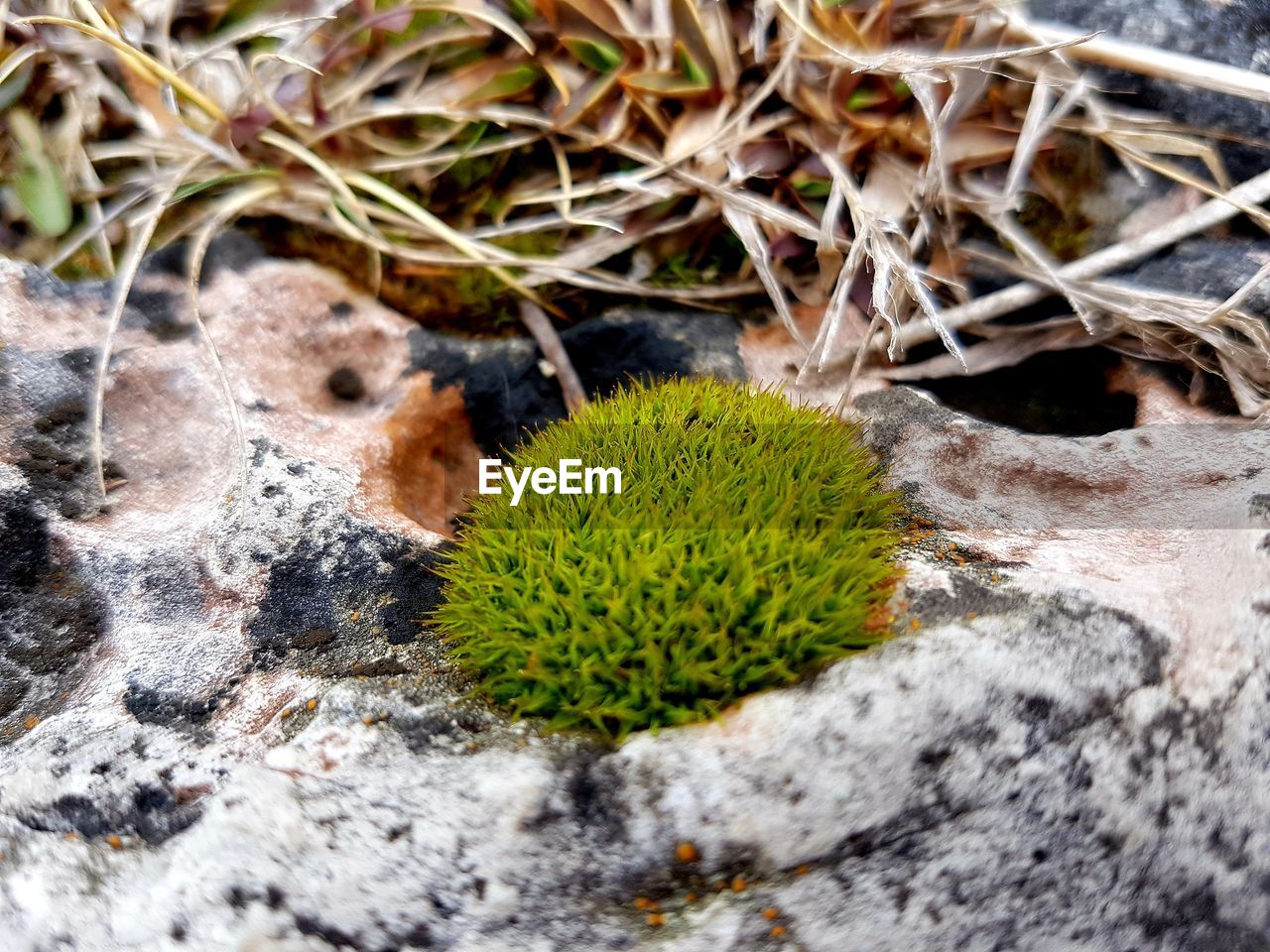 CLOSE-UP OF FRESH GREEN PLANT