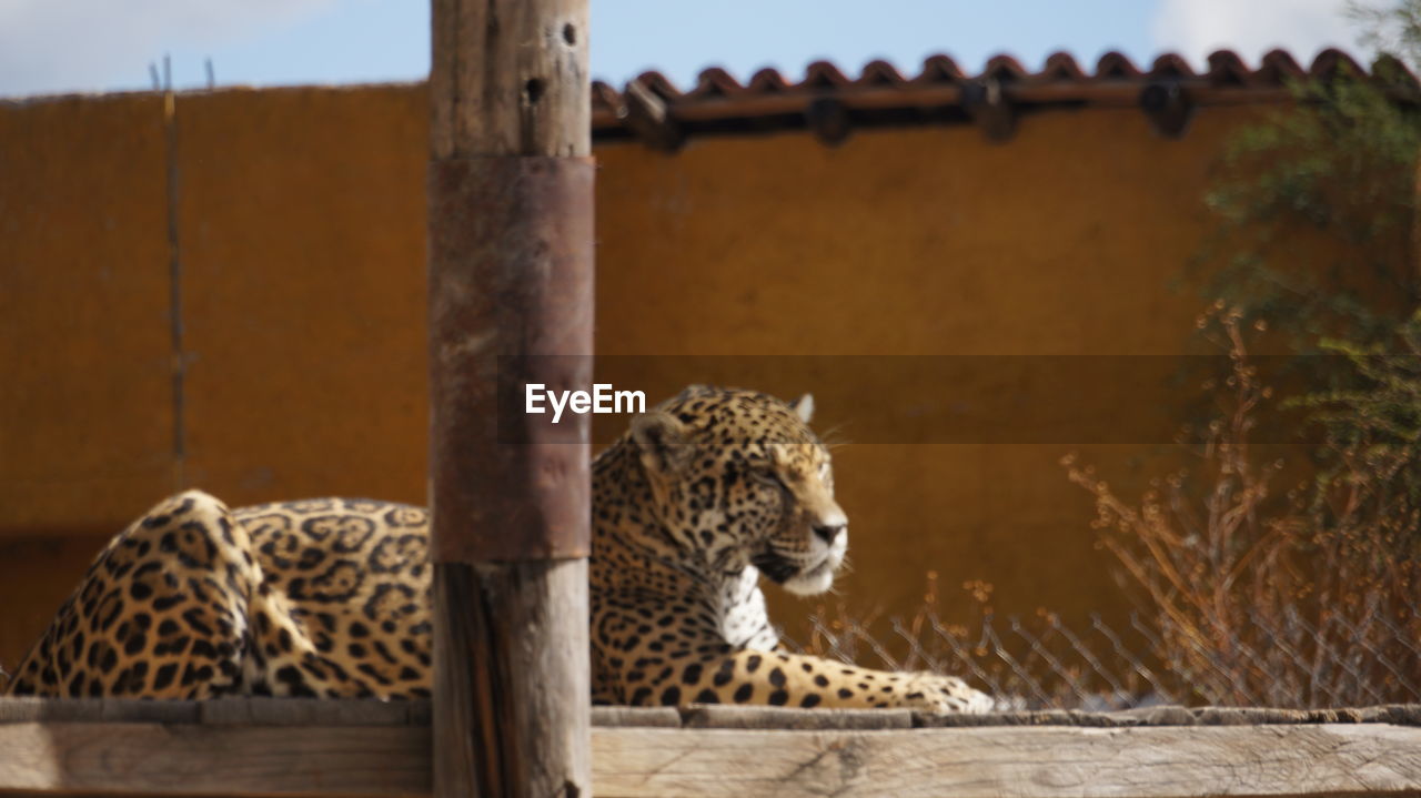 Jaguar relaxing outside building