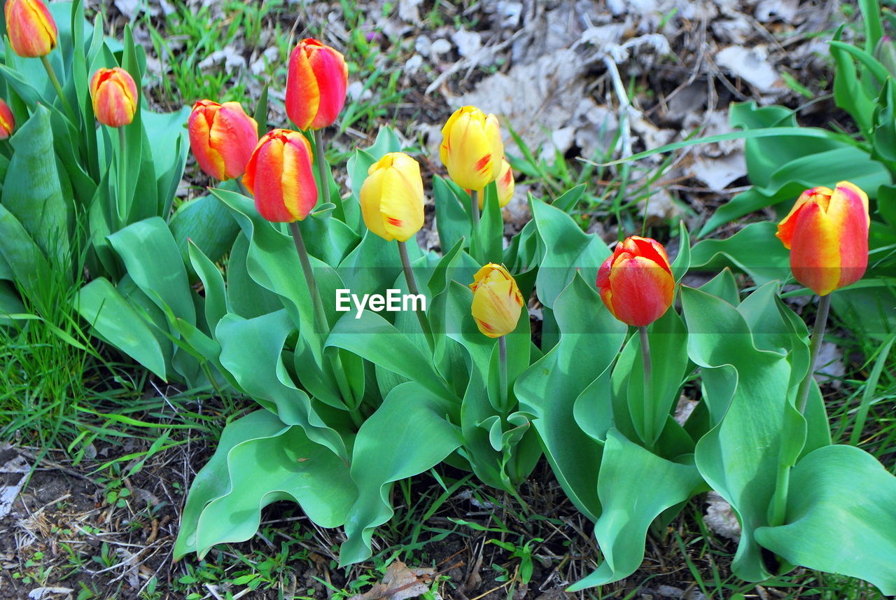 CLOSE-UP OF RED FLOWERING PLANTS