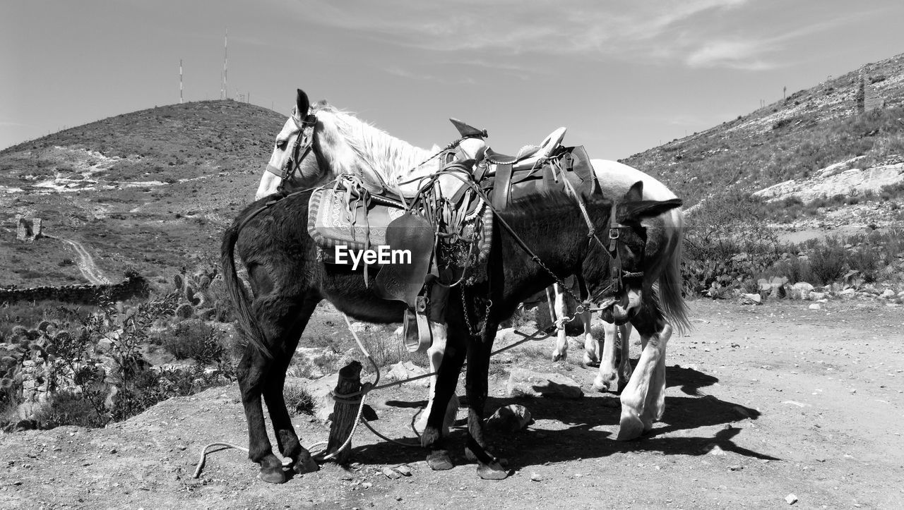 VIEW OF HORSE ON FIELD