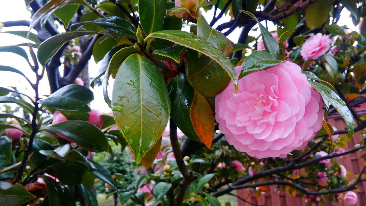 CLOSE-UP OF PINK FRUIT TREE