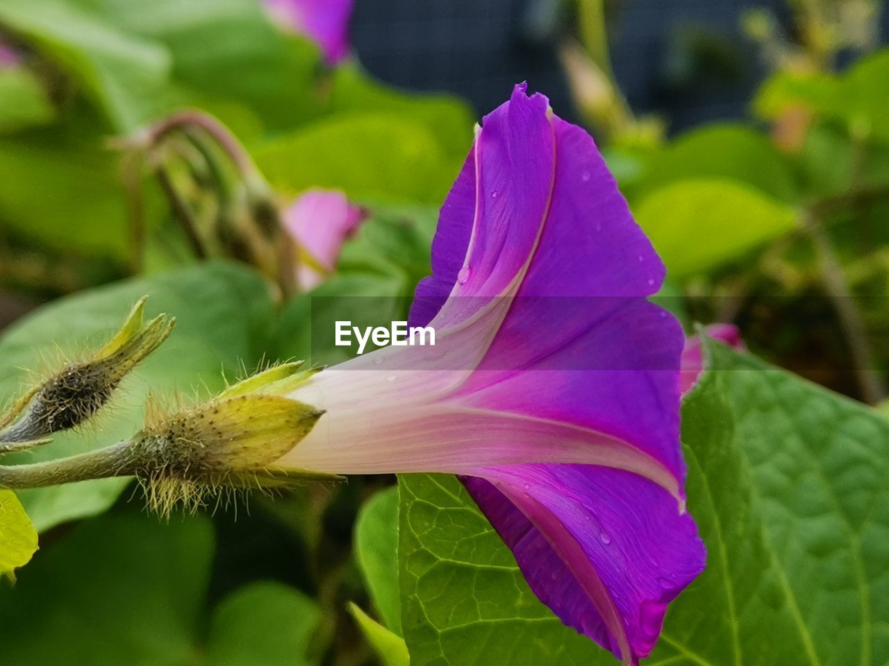 CLOSE-UP OF PURPLE FLOWER