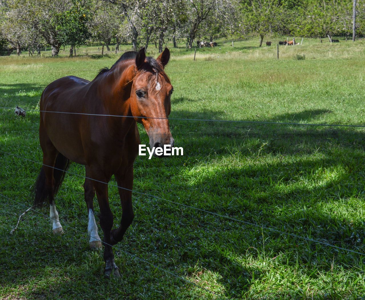 HORSE STANDING ON GRASSY FIELD