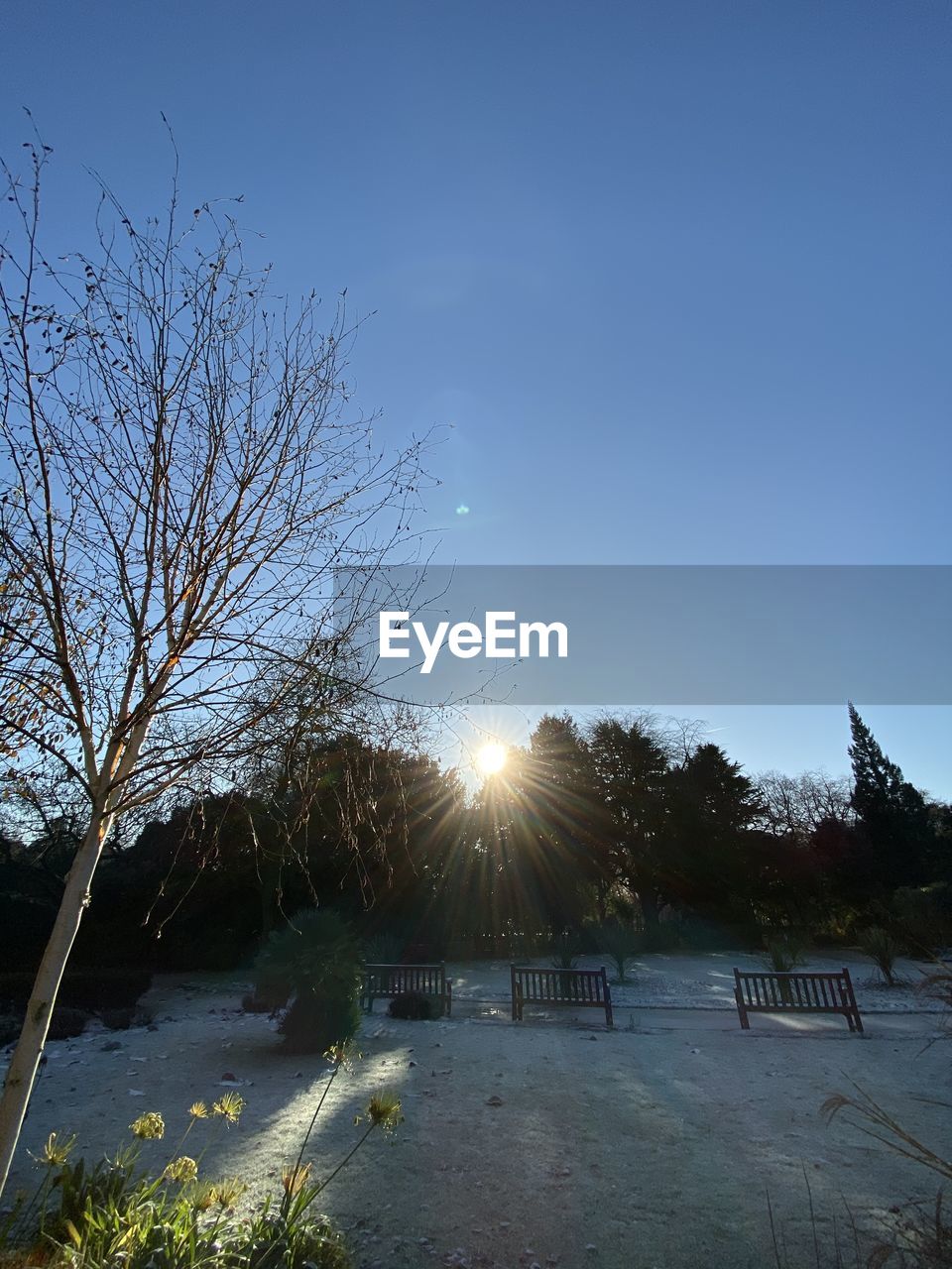 BARE TREES AGAINST SKY DURING WINTER