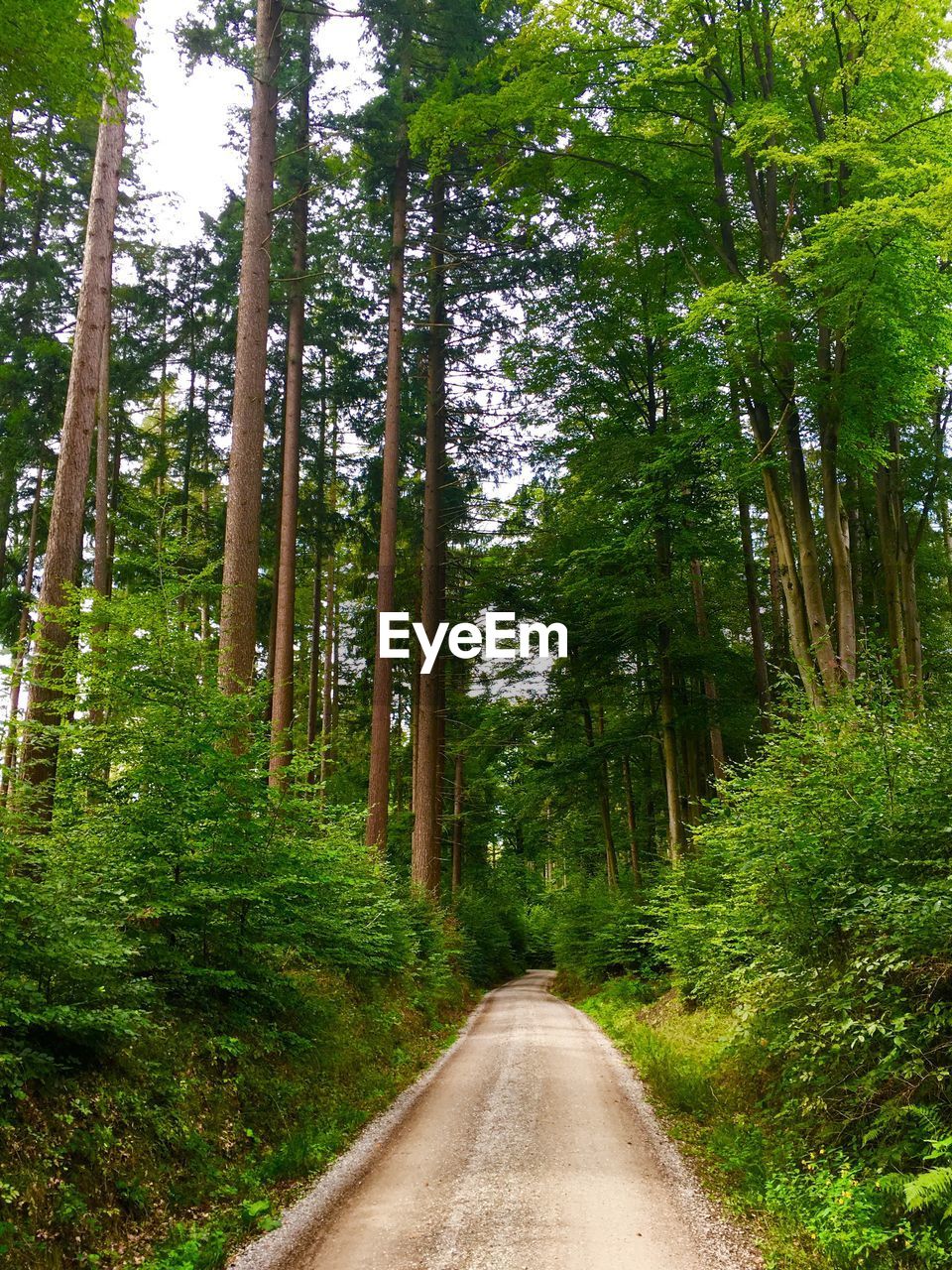 EMPTY ROAD AMIDST TREES IN FOREST