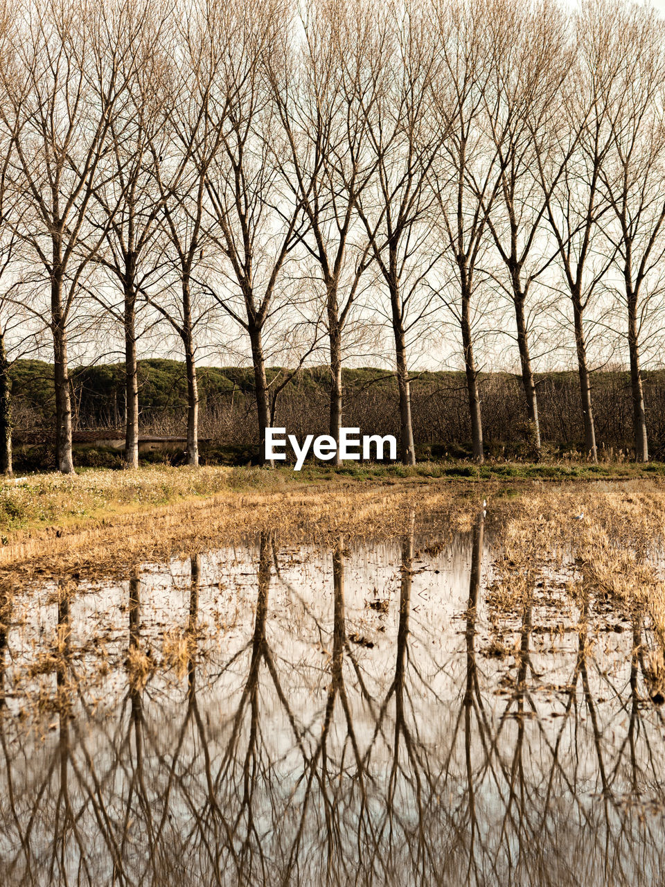 BARE TREE IN LAKE