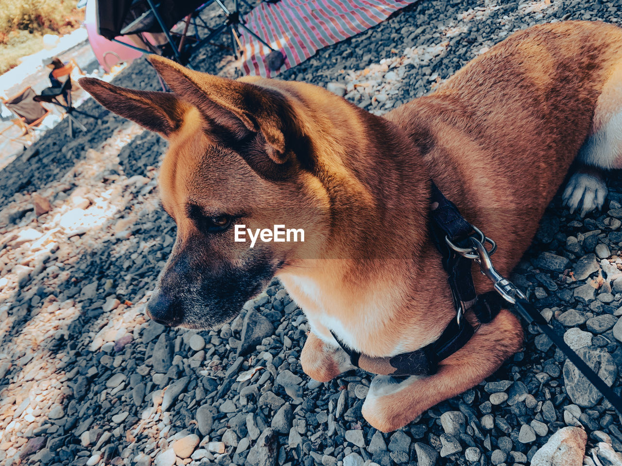 close-up of dog on street