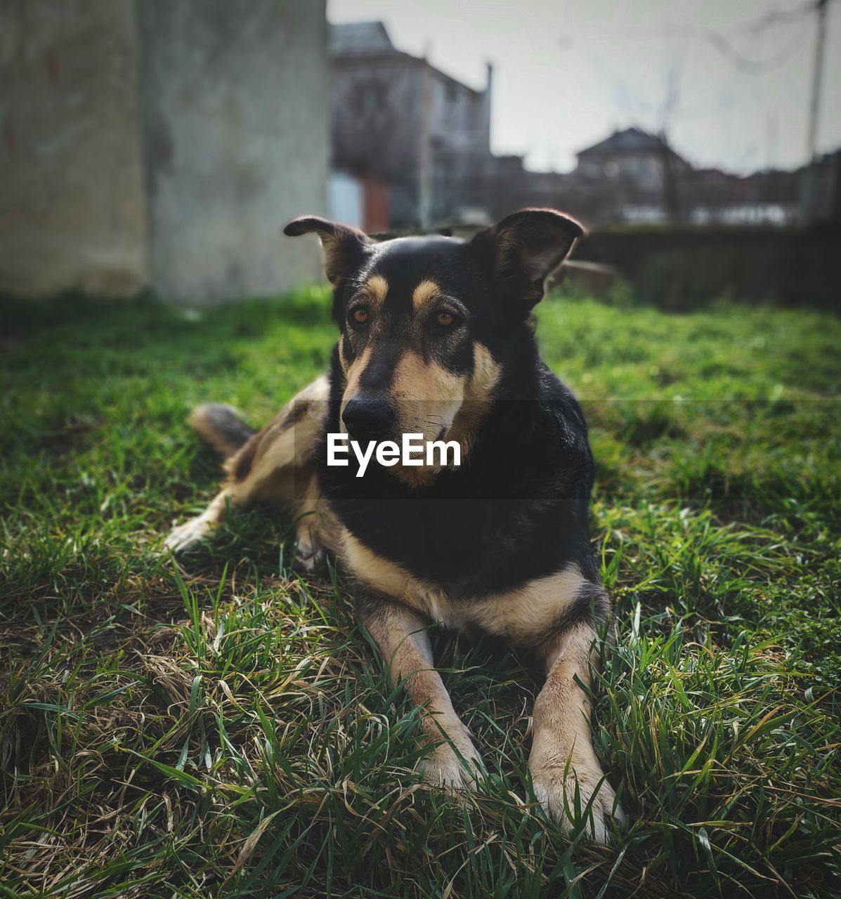 DOG SITTING ON GRASS FIELD