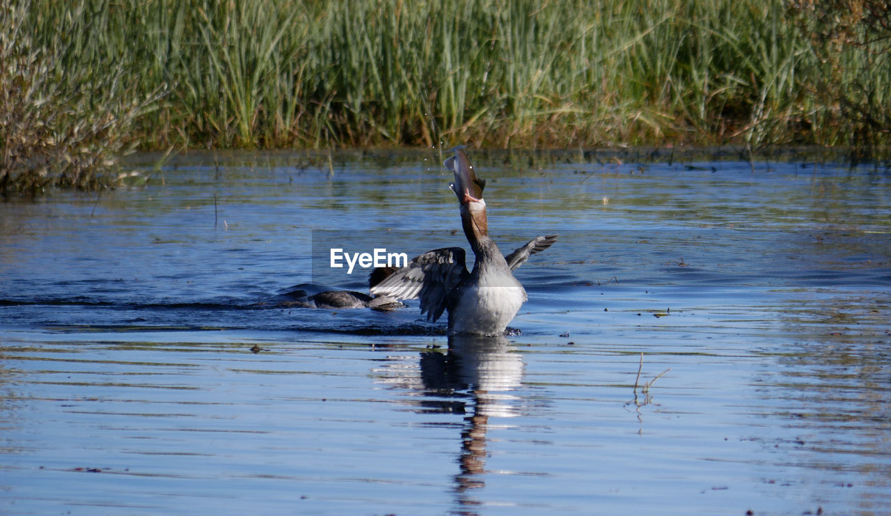 DUCKS SWIMMING ON LAKE