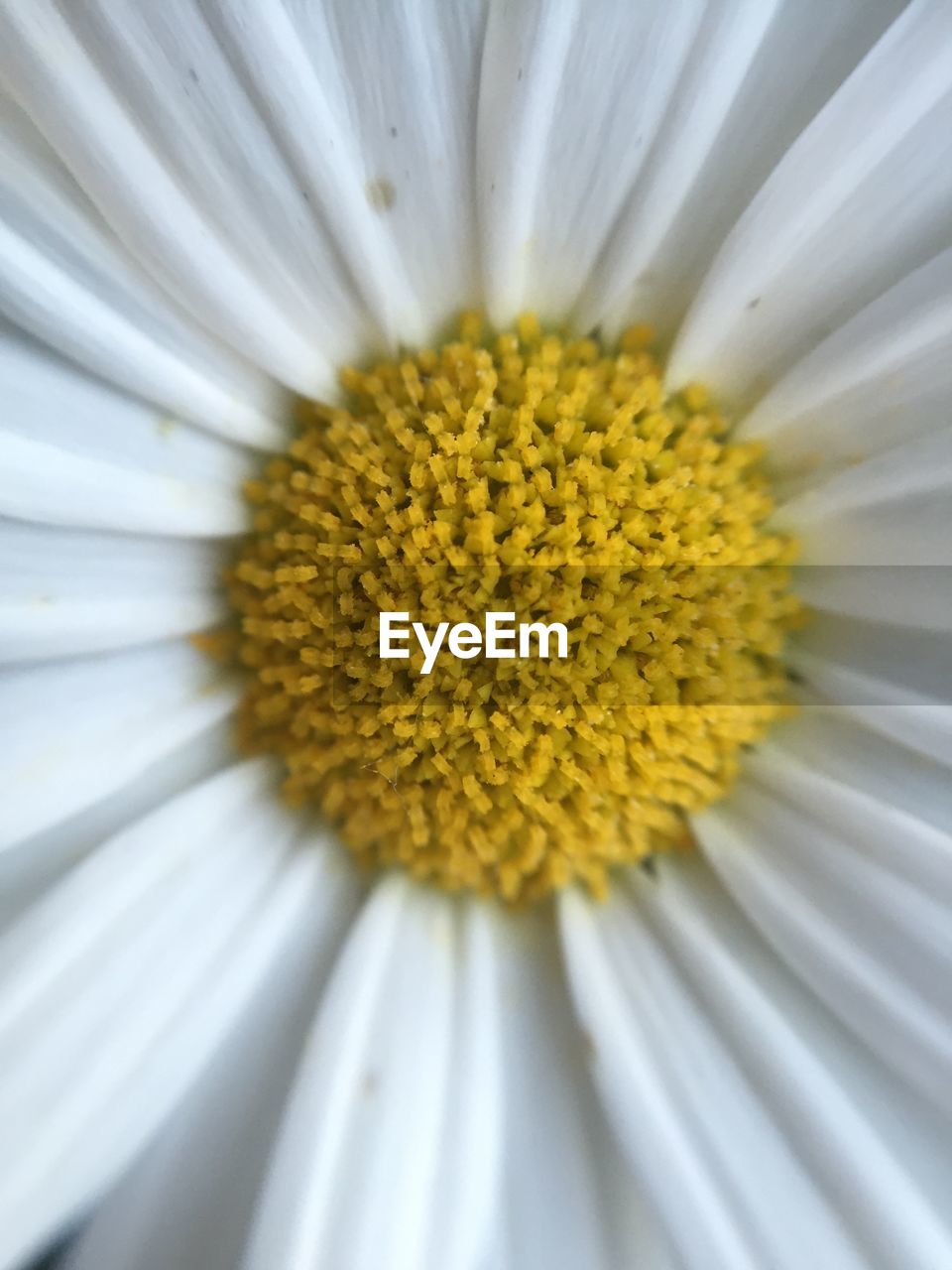 CLOSE UP OF WHITE FLOWER